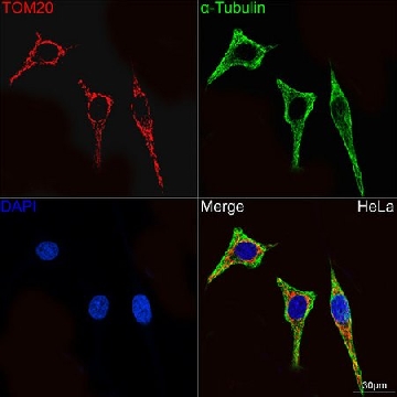 Anti-TOM20 Antibody, clone 10G6I8, Rabbit Monoclonal，100UL，SAB5702801-100UL，Sigma