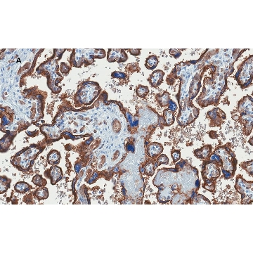 Anti-GLUT-1 Antibody, CT, clone 16D21, ZooMAb® Rabbit Monoclonal，25UL，ZRB071401-25UL，Sigma