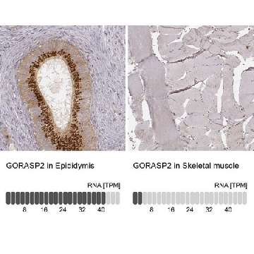 Monoclonal Anti-GORASP2 antibody produced in mouse，100UL，AMAB91016-100UL，Sigma