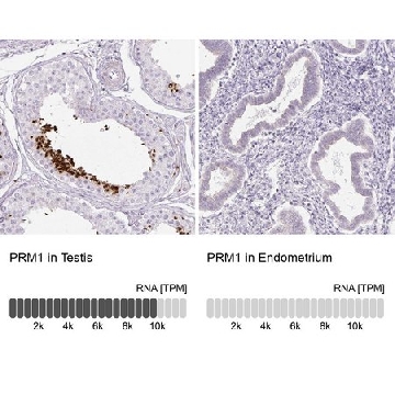 Anti-PRM1 antibody produced in rabbit，100UL，HPA055150-100UL，Sigma