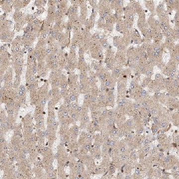 Anti-COLEC11 antibody produced in rabbit，100UL，HPA035241-100UL，Sigma