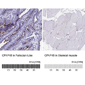 Anti-CFAP45 antibody produced in rabbit，100UL，HPA043618-100UL，Sigma