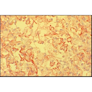 抗  小鼠 IgM（μ-链特异性）– 过氧化物酶 山羊抗，1ML，A8786-1ML，Sigma