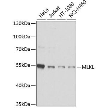 Anti-MLKL antibody produced in rabbit，100UL，SAB5700808-100UL，Sigma