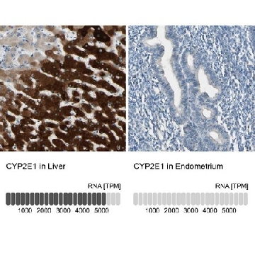 抗-CYP2E1 兔抗，100UL，HPA009128-100UL，Sigma