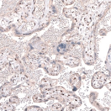 Anti-TET3 antibody produced in rabbit，100UL，HPA050845-100UL，Sigma