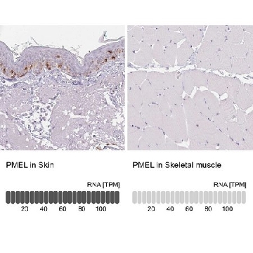 Anti-PMEL antibody produced in rabbit，100UL，HPA031649-100UL，Sigma
