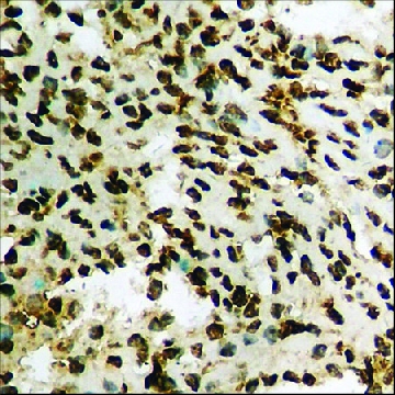 Anti-phospho-WWOX (pTyr³³) antibody produced in rabbit，100UG，SAB4504681-100UG，Sigma