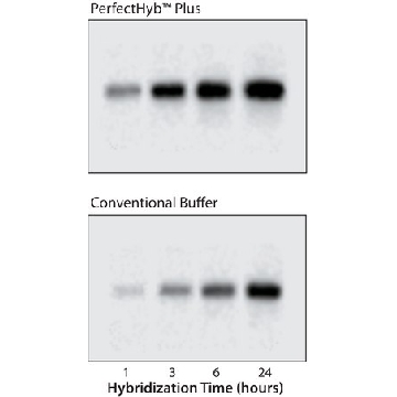 PerfectHyb™ Plus杂交缓冲液，50ML，H7033-50ML，Sigma