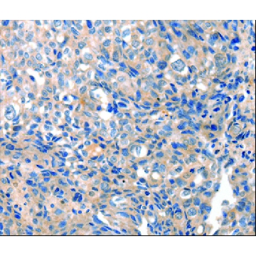 Anti-GRIN2D antibody produced in rabbit，100UL，SAB4301024-100UL，Sigma