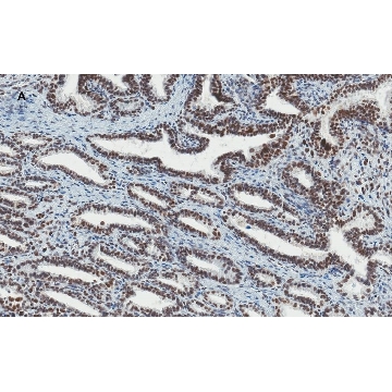 Anti-ATRX Antibody, clone 2A12, ZooMAb® Rabbit Monoclonal，25UL，ZRB001906-25UL，Sigma