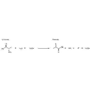 ʟ-Alanine Dehydrogenase from Bacillus subtilis，250UNITS，A7189-250UN，Sigma