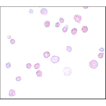 Anti-FREM1 antibody produced in rabbit，100UG，SAB3500516-100UG，Sigma