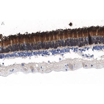Anti-Rhodopsin Antibody, clone 5D17 ZooMAb® Rabbit Monoclonal，4X25UL，ZRB1157-4X25UL，Sigma