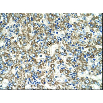 Anti-GOT2 (AB2) antibody produced in rabbit，100UL，AV43518-100UL，Sigma