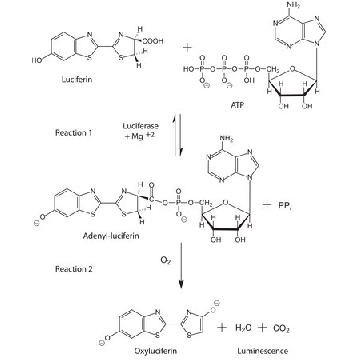 5′-三磷酸腺苷 (ATP) 分析混标稀释缓冲液，1VIAL，FLAAB-1VL，Sigma
