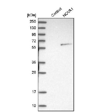 Anti-NOVA1 antibody produced in rabbit，100UL，HPA004155-100UL，Sigma