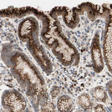 Anti-GALNT5 antibody produced in rabbit，100UL，HPA009035-100UL，Sigma