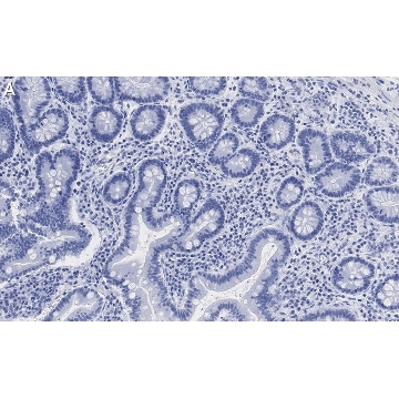 Anti-Derlin-1 Antibody, clone 2C2, ZooMAb® Rabbit Monoclonal，25UL，ZRB1356-25UL，Sigma