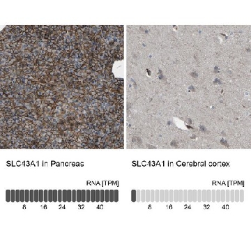 Anti-SLC43A1 antibody produced in rabbit，100UL，HPA018826-100UL，Sigma