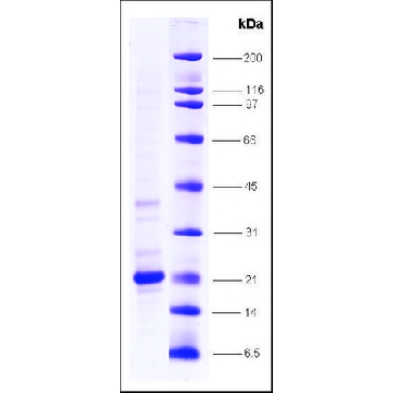 TNFα, low endotoxin, His tagged 人，10UG，SRP2102-10UG，Sigma