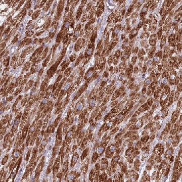 Anti-IRS4 antibody produced in rabbit，100UL，HPA017372-100UL，Sigma