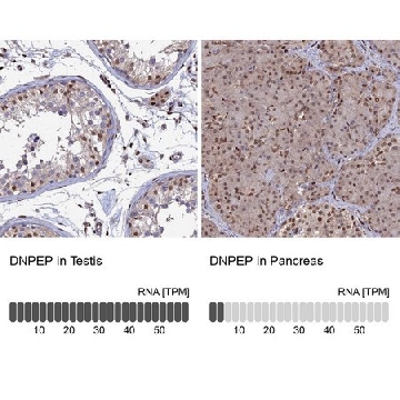 Anti-DNPEP antibody produced in rabbit，100UL，HPA036398-100UL，Sigma