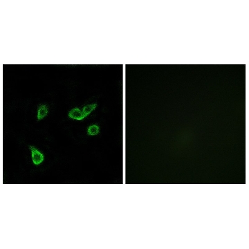 Anti-GPR35 antibody produced in rabbit，100UG，SAB4501277-100UG，Sigma