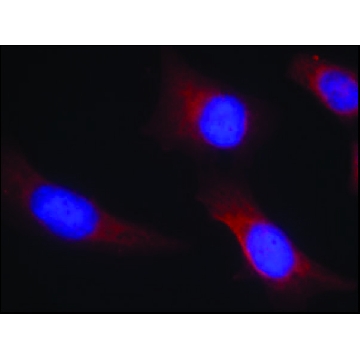 Anti-CAMK2N2 (Ab-286) antibody produced in rabbit，100UG，SAB4300530-100UG，Sigma