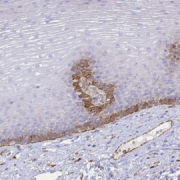 Anti-SMURF1 antibody produced in rabbit，100UL，HPA055245-100UL，Sigma