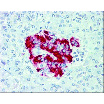 Anti-SLC7A2 antibody produced in rabbit，50UG，SAB2900690-50UG，Sigma