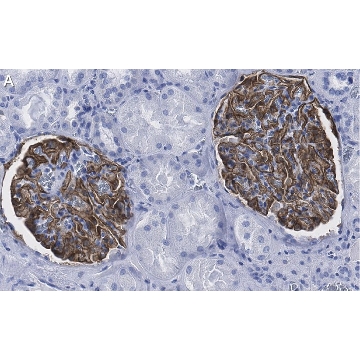 Anti-Podocin Antibody, clone 1C10 ZooMAb® Rabbit Monoclonal，4X25UL，ZRB1262-4X25UL，Sigma