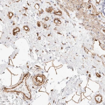 Anti-NUS1 antibody produced in rabbit，100UL，HPA027504-100UL，Sigma