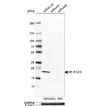 Anti-SELENOS antibody produced in rabbit，100UL，HPA010025-100UL，Sigma