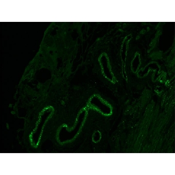 Anti-Mouse IgG (Fc specific) F(ab′)₂ fragment−FITC antibody produced in goat，0.5ML，F2772-.5ML，Sigma