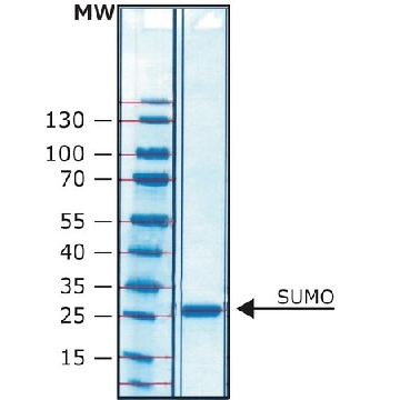 SUMO蛋白酶，2500UNITS，SAE0067-2500UN，Sigma