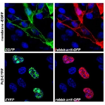Anti-GFP antibody produced in rabbit，100UG，SAB4701015-100UG，Sigma