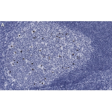 Anti-cleaved PARP-1 Antibody, clone 2G13 Antibody, ZooMAb® Rabbit Monoclonal，25UL，ZRB1544-25UL，Sigma