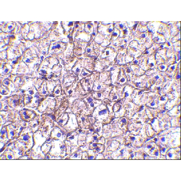 Anti-IFN-β antibody produced in rabbit，100UG，PRS4243-100UG，Sigma
