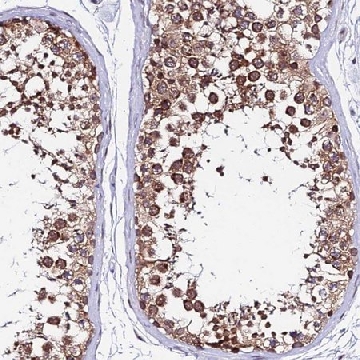 Anti-RNF121 antibody produced in rabbit，100UL，HPA046041-100UL，Sigma