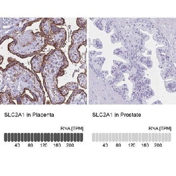 Anti-SLC2A1 antibody produced in rabbit，100UL，HPA058494-100UL，Sigma