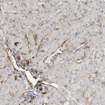 Anti-JMJD4 antibody produced in rabbit，100UL，HPA027260-100UL，Sigma