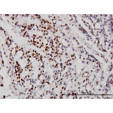 Monoclonal Anti-NEUROD1 antibody produced in mouse，100UG，WH0004760M1-100UG，Sigma