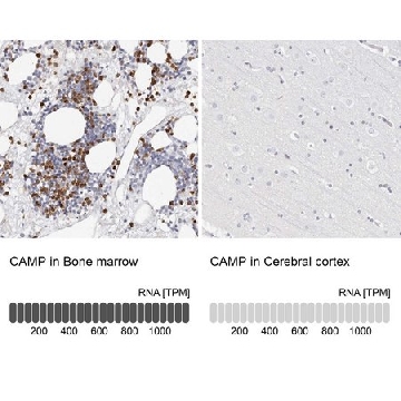 Anti-CAMP antibody produced in rabbit，100UL，HPA029874-100UL，Sigma