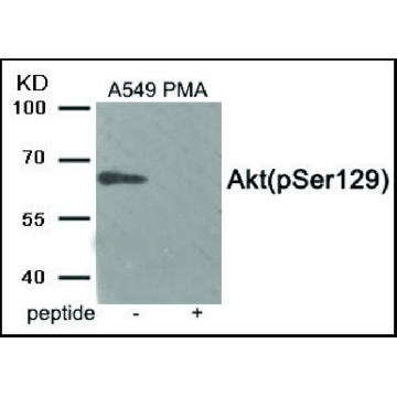 抗-磷酸化Akt (pSer¹²⁹) 兔抗，100UL，SAB4301414-100UL，Sigma