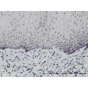 Monoclonal Anti-PTF1A antibody produced in mouse，100UG，WH0256297M5-100UG，Sigma