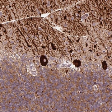 Anti-METTL17 antibody produced in rabbit，100UL，HPA059802-100UL，Sigma