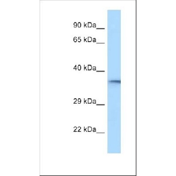 Anti-RGD1310788 antibody produced in rabbit，100UL，SAB2106368-100UL，Sigma