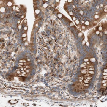 Anti-C1orf43 antibody produced in rabbit，100UL，HPA010725-100UL，Sigma
