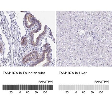 Anti-FAM107A antibody produced in rabbit，100UL，HPA055888-100UL，Sigma